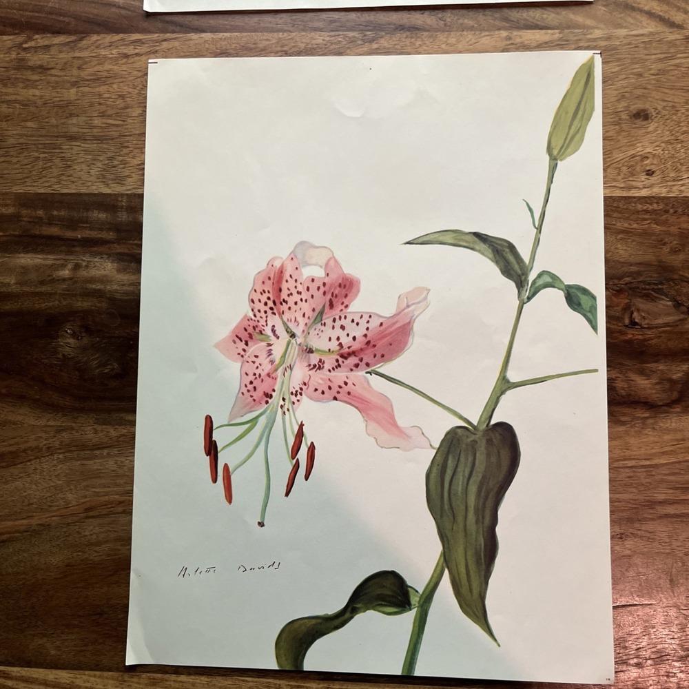 Vintage 1940s Arlette Davids Spring Flowers Lilium Lancifolium Roseum Print #16